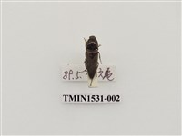 藏品(叩頭蟲科)的圖片